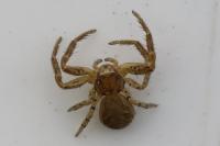 Xysticus