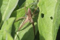 Pisaura mirabilis