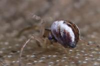 Mangora acalypha