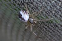 Mangora acalypha