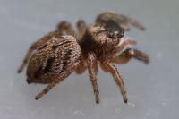 Evarcha