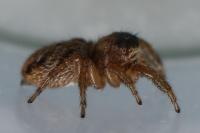 Evarcha