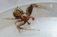 Xysticus