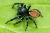 Carrhotus xanthogramma