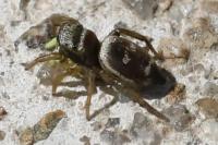 Heliophanus cupreus