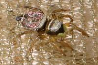 Heliophanus cupreus