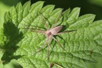Pisaura mirabilis