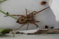 Anyphaena accentuata