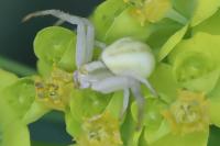 Misumena vatia