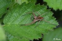 Pisaura mirabilis
