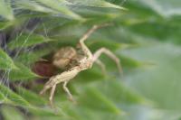Xysticus