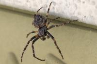 Nuctenea umbratica