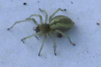 Cheiracanthium