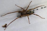 Anyphaena accentuata