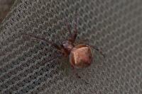 Araneus sturmi