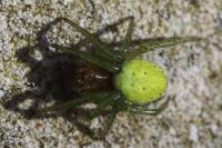 Araniella