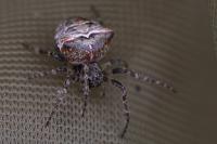 Gibbaranea bituberculata