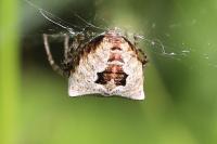 Gibbaranea bituberculata