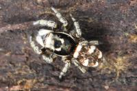Salticus scenicus