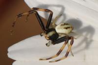 Misumena vatia