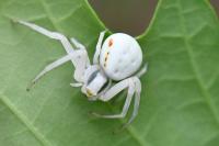 Misumena vatia