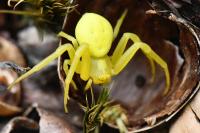 Misumena vatia