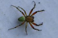 Araniella opisthographa