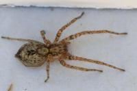 Anyphaena accentuata