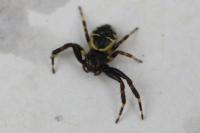 Synema globosum