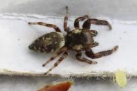Macaroeris nidicolens