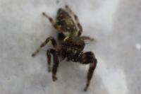 Macaroeris nidicolens