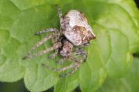 Gibbaranea bituberculata