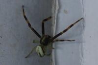 Misumena vatia
