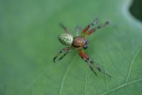 Araniella