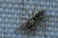 Salticus zebraneus