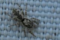 Salticus zebraneus
