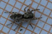 Salticus zebraneus