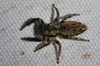 Marpissa muscosa