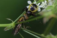 Synema globosum