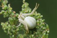 Misumena vatia