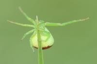 Ebrechtella tricuspidata