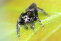 Evarcha arcuata