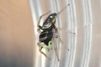 Heliophanus