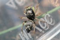Heliophanus