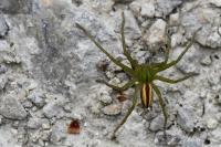 Micrommata virescens