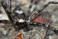 Philodromus margaritatus