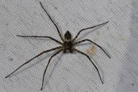 Philodromus margaritatus