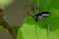 Philodromus dispar