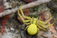 Misumena vatia