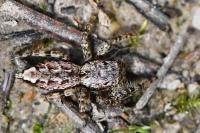 Marpissa muscosa